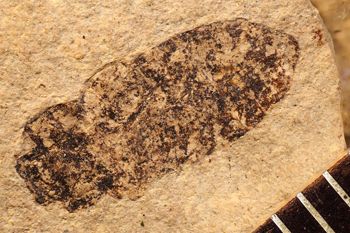 Media type: image;   Entomology PALE-2483